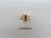 藏品(叉胸異腹胡蜂)的圖片